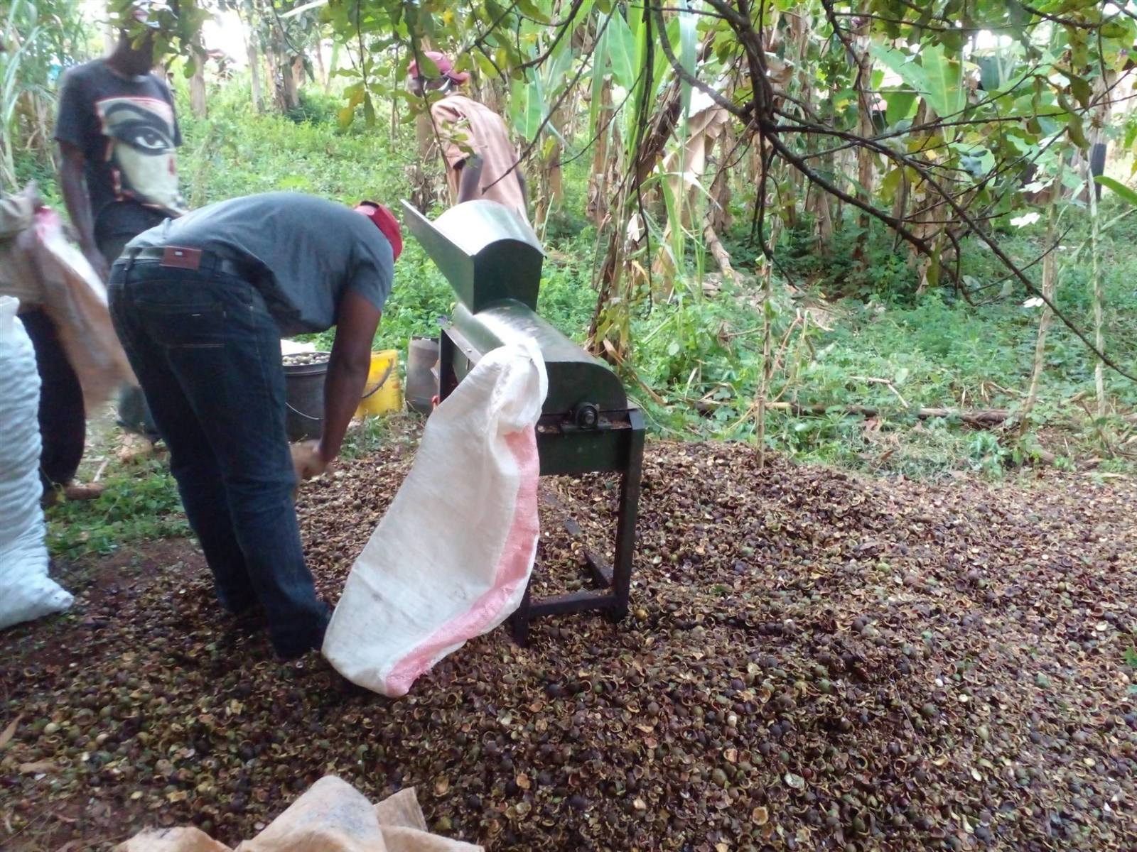 Husking macadamia, with husks piled for reuse