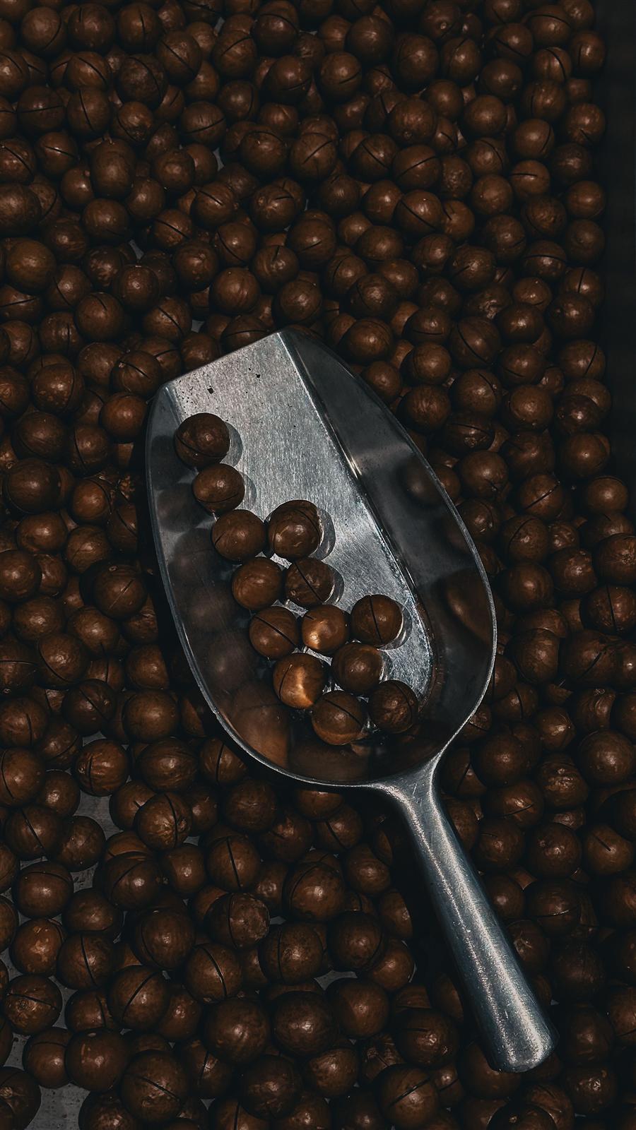Macadamia nut-in-shell in a metal scoop